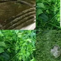 سبزی خورشتی