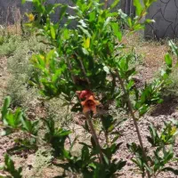 زمین روستایی کند قلی خان آرادان