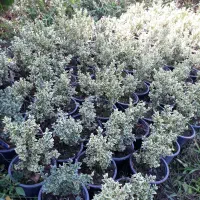 ژاپونیکا گلدان ۳وشمشاد توپی