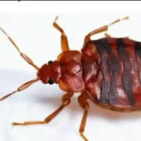 سمپاشی موریانه ، سوسک ساس موریانه