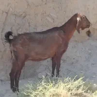 فروش ۲بز    دانه دوازده نیم