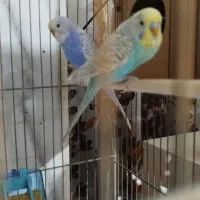 یک جفت مرغ عشق