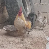 خروس عربی