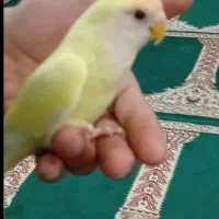 طوطی برزیلی دستی معاوضه هم دارم