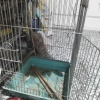 قفس کاسکو