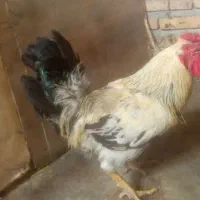 مرغ و خروس