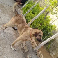 سگ پژدر|سگ|بیجار, |دیوار