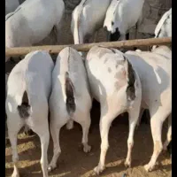 کهره گوشتی موجود