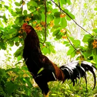 خروس لاری به شرط میدم