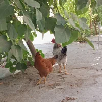 فروش یک مرغ و خروس