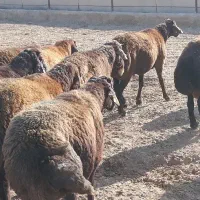 بره نر و ماده
