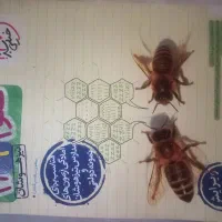 کمک آموزشی پایه نهم