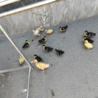 جوجه اردک سالم