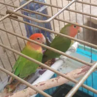 طوطی برزیلی