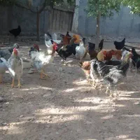 خروس