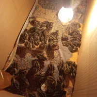 جوجه بلدرچین