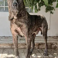 گمشده