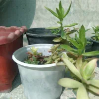 گل گلخانه ای