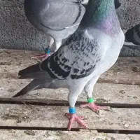 پلاکی نشسته
