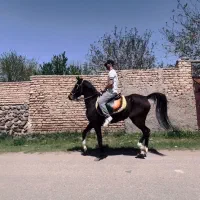 تعدادی اسب فروشی