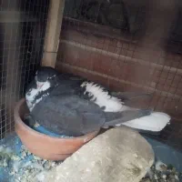 کبوتر خوش رنگ سیاه پشت