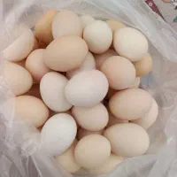 تخم مرغ محلی تازه