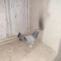 کبوتر پر اصفهانی