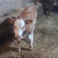 گاو باگوساله سمیتال نر