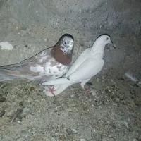 کبوتر