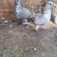 کبوتر
