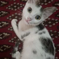 واگذاری رایگان بچه گربه خیلی بغلی