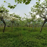فروش باغ کیوی ۲۶۰۰ متر روستای جماکوه