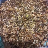 شلب،شلتوک