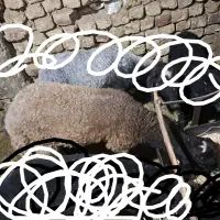 بره نر