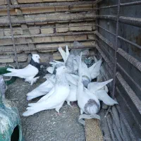 حیوانات مزرعه من