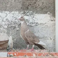 ماده پلنگ