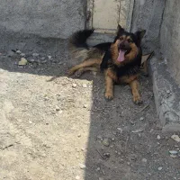 سگ ژرمن