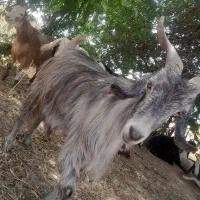 بز کهره دار