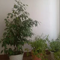 گل اپارتمانی