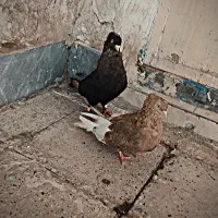 گمشده سوسنی