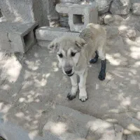 سگ سرابی