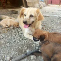 سگ پاکوتاه ماده بالغ