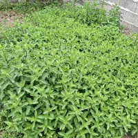 نعناع