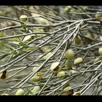 زمین-کشاورزی