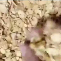 اسلایس سیر سفید