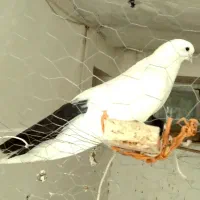 دم سبز (دمبی)
