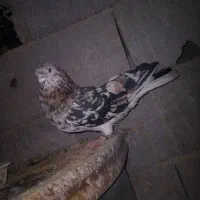 کبوتر