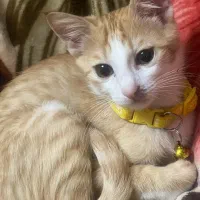 بچه گربه