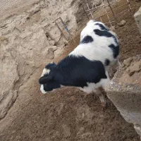 یک راس گوساله نر