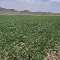 نیازمند راننده کمباین فنی کار